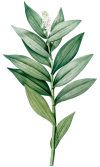 Paper straw, Bio packaging, Eco packaging, Biodegradable packaging Supplier in Cambodia